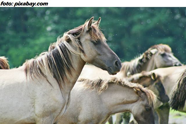 Los caballos salvajes de Letea