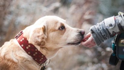 Reguli de călătorie cu animalele în Europa