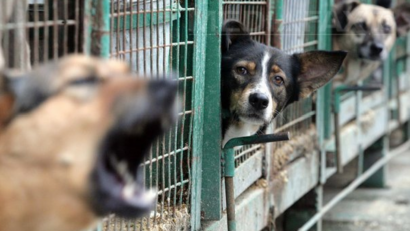 Streunerhunde in Rumänien – ein Blick in die Vergangenheit