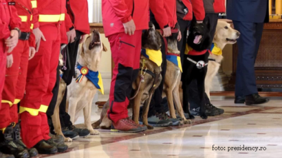 The Story of Search and Rescue Dogs