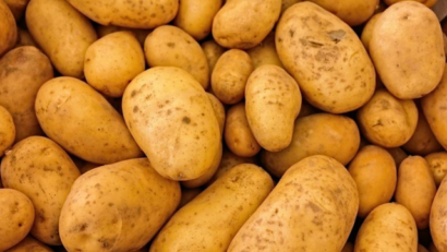 Les pommes de terre nouvelles