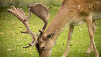 Animale nou apărute în fauna României