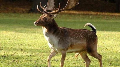 Neue Tierarten in der rumänischen Fauna