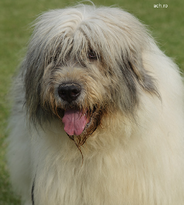 Old Breed Sheep Dogs Still On Guard