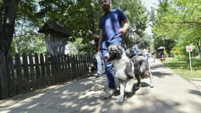 Razze romene di cani da pastore
