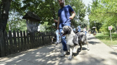 Verein spendet Schäferhunde