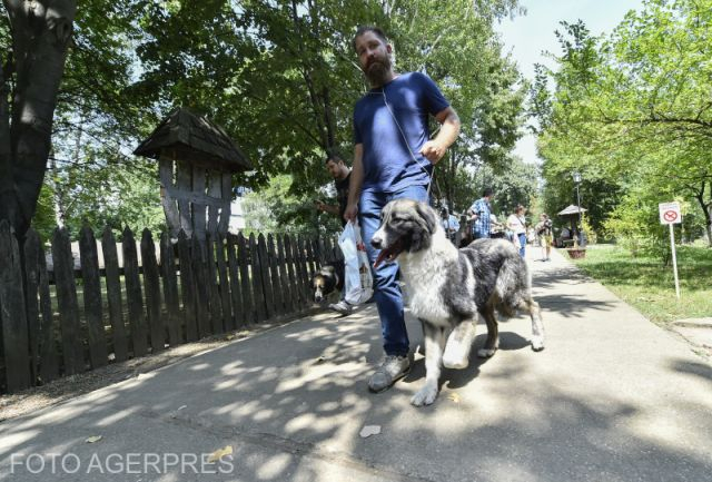 Razze romene di cani da pastore