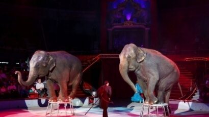 Цирк без тварин