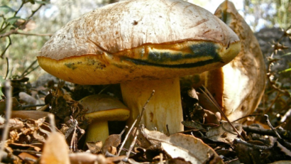 Tocăniţă de ciuperci