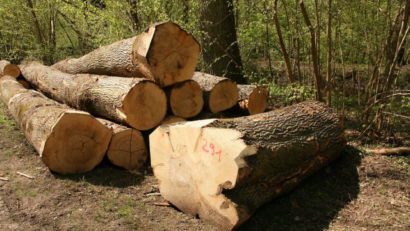 Le nouveau Code Forestier de Roumanie
