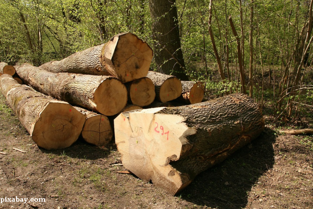 Il legno, risorsa per ridurre le emissioni di CO2