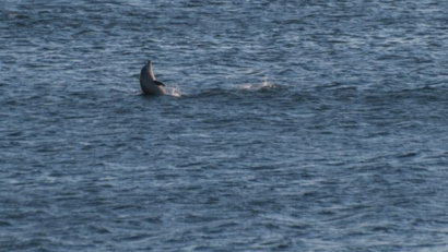 2015年7月31日：在黑海观赏海豚-海滨游客的娱乐方式