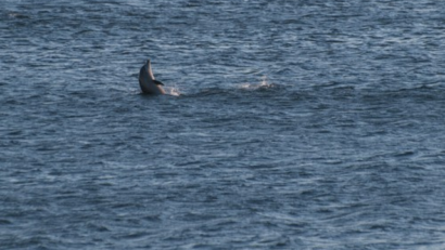 Avistamiento de delfines en el Mar Negro