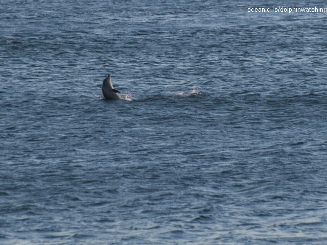 Avistamiento de delfines en el Mar Negro