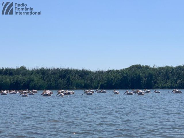 Trasee turistice în Delta Dunării