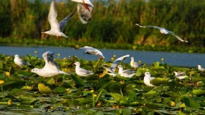 Vacances dans le delta du Danube