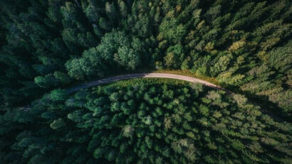 Comisia a aprobat pentru România acordarea de ajutoare de stat pentru reîmpădurire