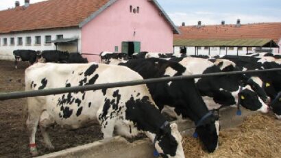 Aflatoxin-Skandal: Rumänische Landwirte protestieren