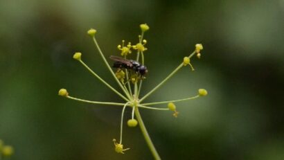 Neuer Doldenblütler in Rumänien entdeckt: Fericula mikraskythiana