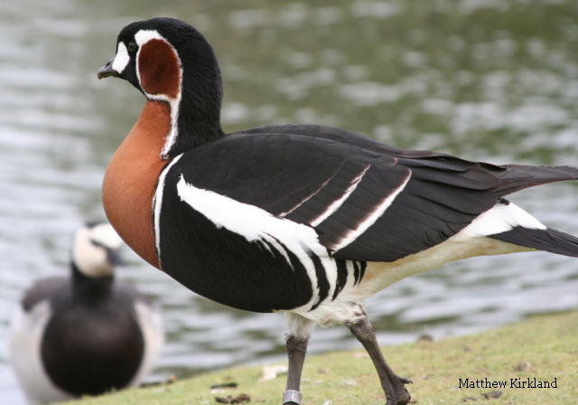 La bernache à cou roux – oiseau de l’année en Roumanie