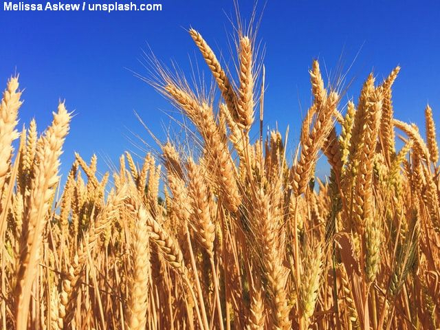 Assistance for farmers