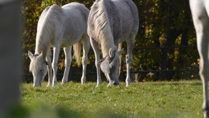 תיירות רכיבה על סוסים ברומניה