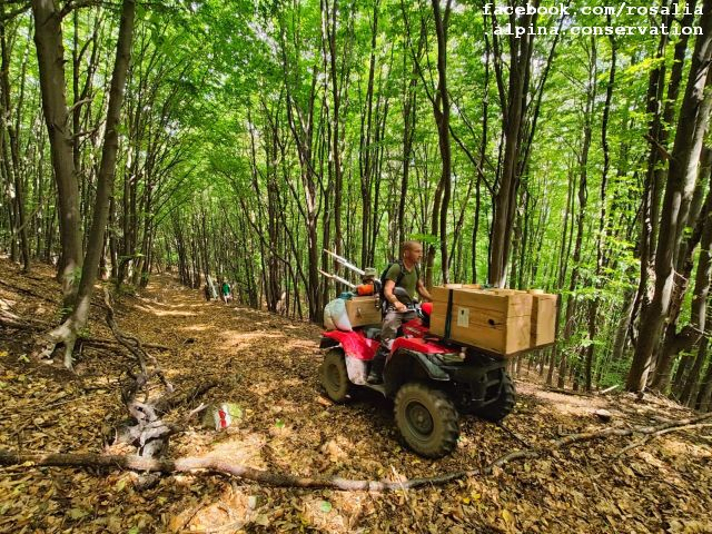 Conservarea insectelor saproxilice în Munții Carpați