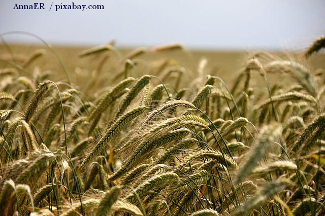 Decizii europene privind produsele agricole ucrainene