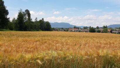 Roumanie : production de céréales exceptionnelle