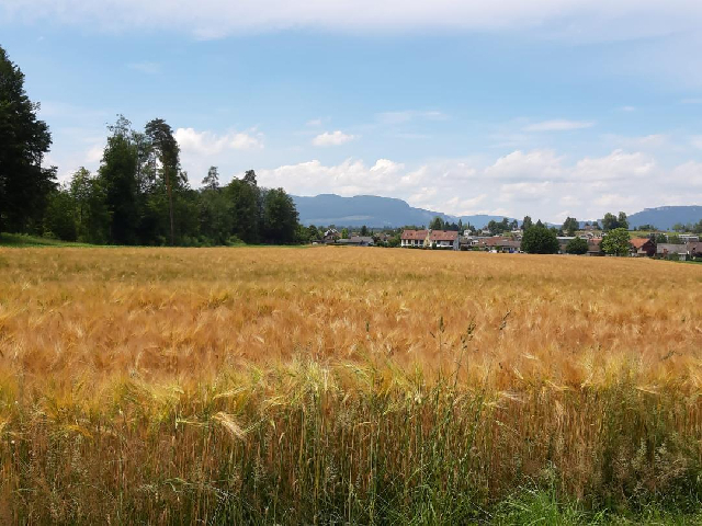 Un aperçu sur l’agriculture roumaine