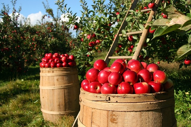 Paul Jamet (France) – Les pommes en Roumanie