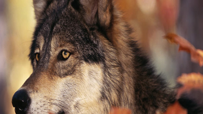 Jean Marie Monplot (France) – La protection des loups en Roumanie