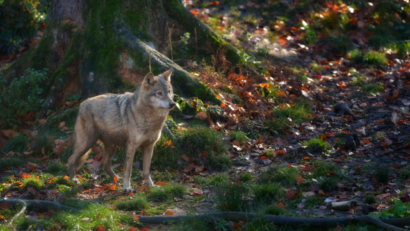 WolfLife: NGO und Umweltschutzämter für den Erhalt der Wolfspopulation in den Ostkarpaten