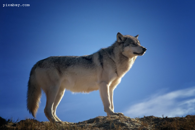 La croissance de la population de loups, une source de controverse
