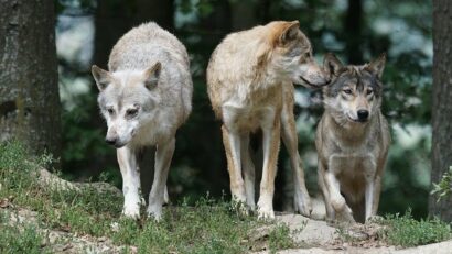 Wolflife: Projekt zur Förderung der Wolfpopulation