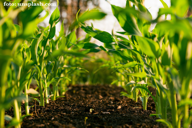 Analiză comparativă a start-upurilor agritech – România și Ungaria