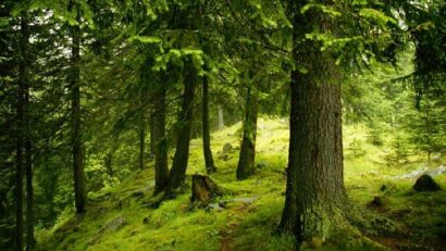 La première forêt de Roumanie plantée par une ONG