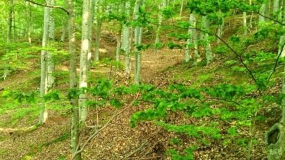 Partnerschaft für den Waldschutz