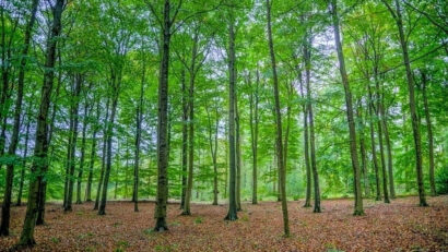 Le bois mort et la gestion durable des forêts