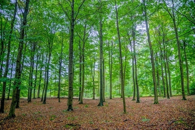 Städtische Waldanlagen künftig von Kommunen verwaltet
