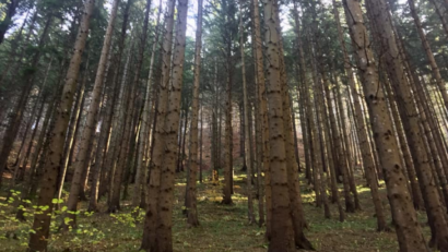 Вековые леса в Стрымбу-Бэюц