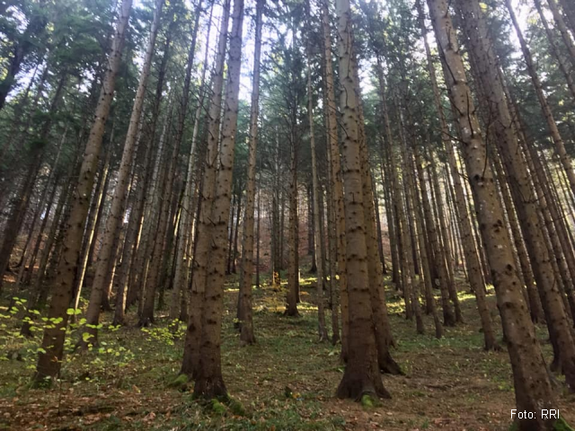 Les forêts roumaines surveillées via satellite