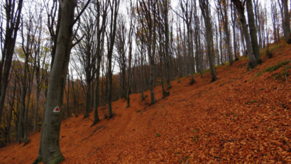 Les « martini d’automne »