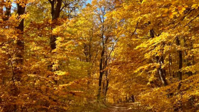 Le Catalogue national des forêts vierges et quasi-vierges s’enrichit