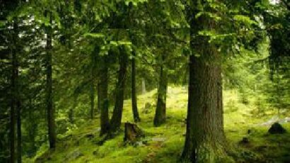 Romania’s Virgin Forests