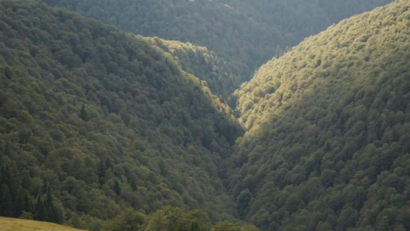 Лісовідновлення в горах Фегераш
