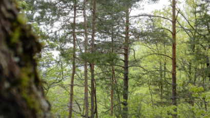 Parcul Naţional Cozia