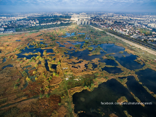 Das Văcărești-Delta: Ein Vogelparadis mitten in Bukarest