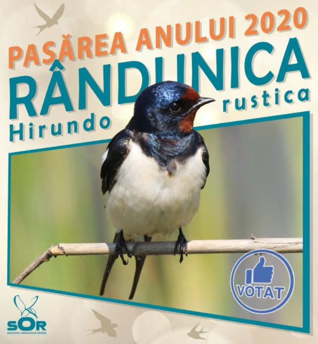 L’hirondelle, l’oiseau de l’année 2020.