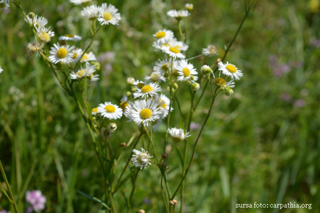 Plante invazive, identificate în România